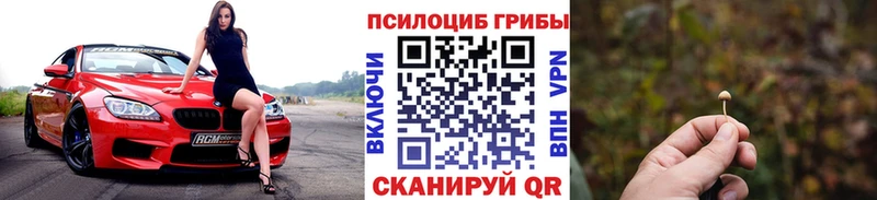 где найти   Светлогорск  Галлюциногенные грибы Psilocybine cubensis 